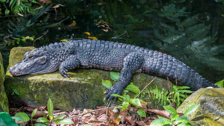 Chinese Alligator