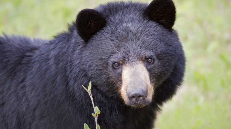 black bear looks at camera