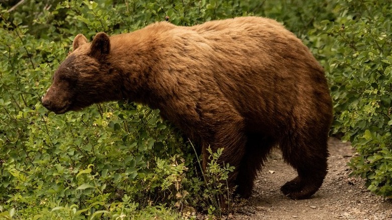 cinnamon black bear eating berries