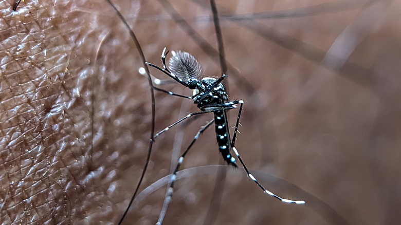 mosquito on skin