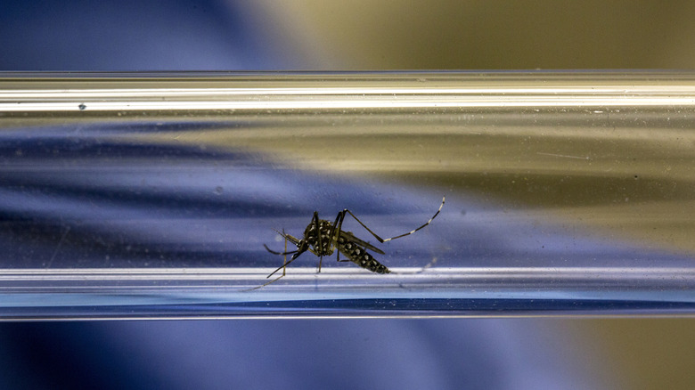mosquito in test tube