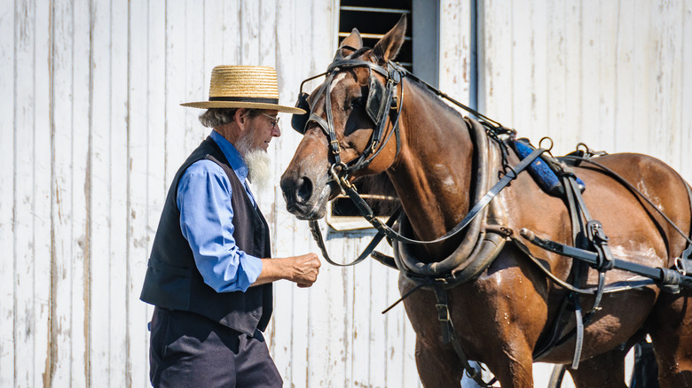 amish man and his horse