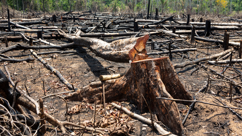 Amazon deforestation