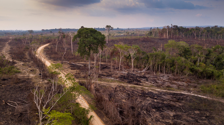 Aerial view of Amazon deforestation