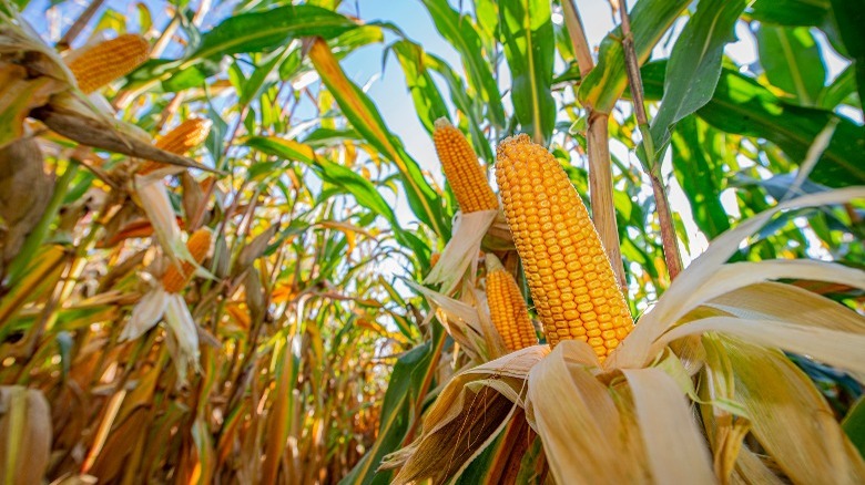 corn growing on stalks