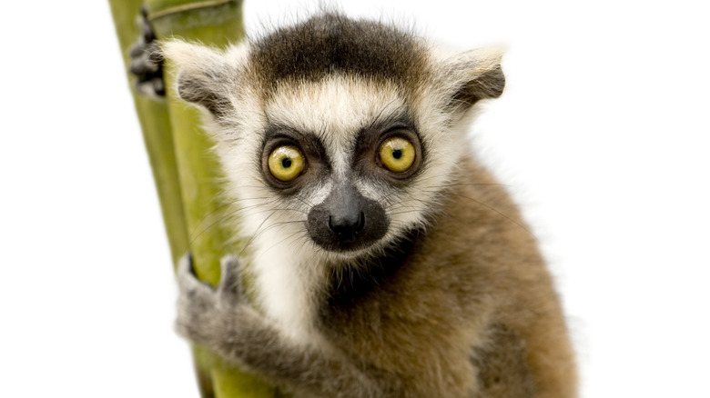 Lemur