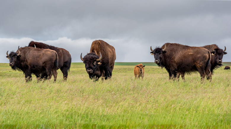 Herd of buffalo