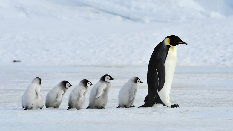 Emperor penguin chicks follow behind adult