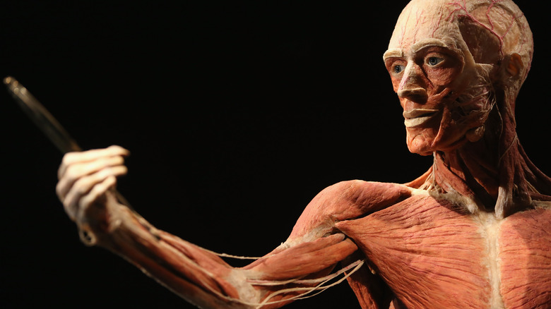 A preserved corpse on display