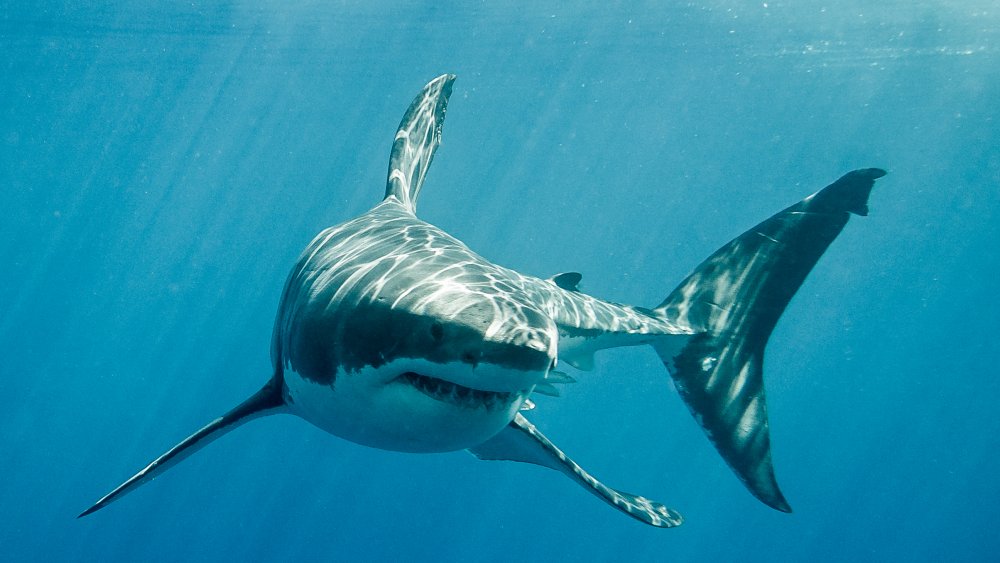 Shark, Table for One