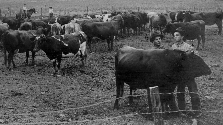 Cattle standing by barbed-wire fence