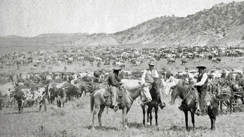 Cowboys herding cattle in 1885