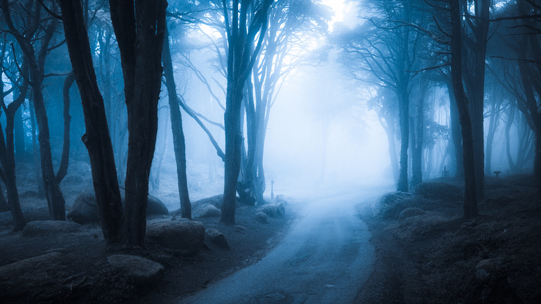 Creepy forest
