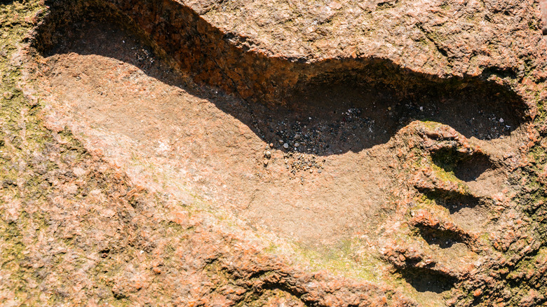 Big Bigfoot footprint?