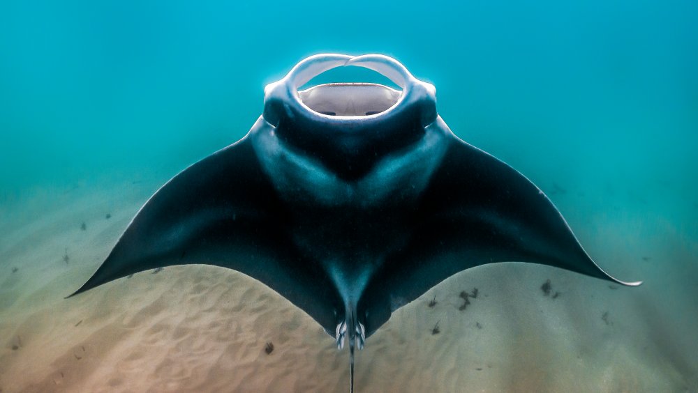 Giant manta ray