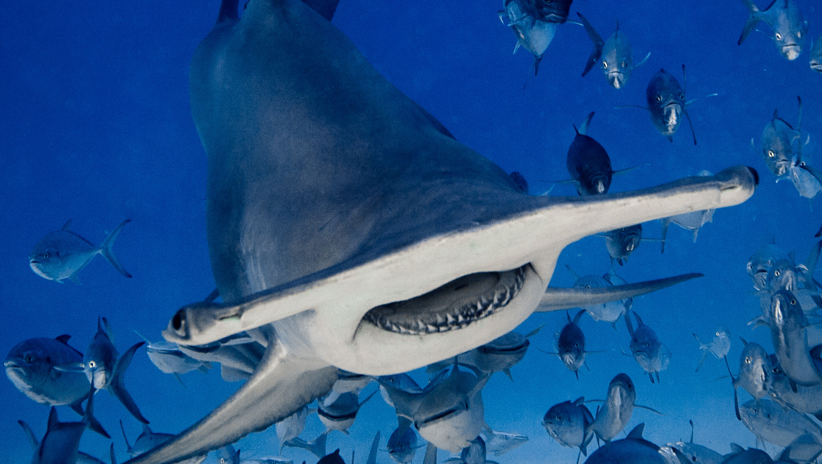The Biggest Hammerhead Shark Head Shape Theories Explained
