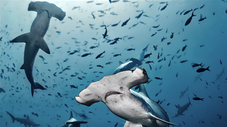 Hydrodynamic hammerheads