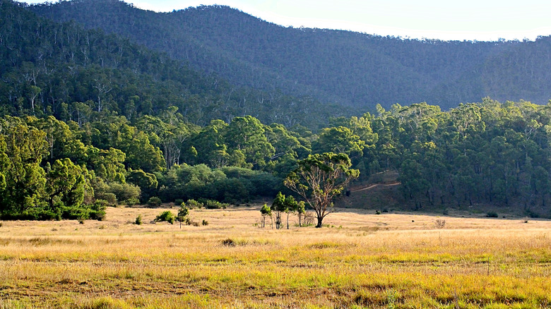 Clearing in Wonnangatta Valley