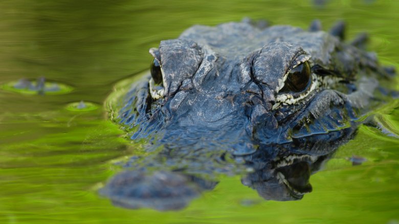 An alligator