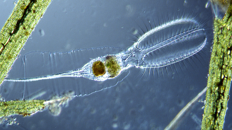 Rotifer in water