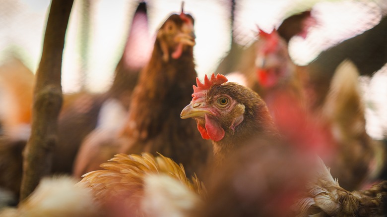 Hens on a poultry farm