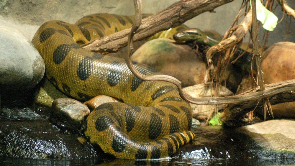 just a dang old big snake