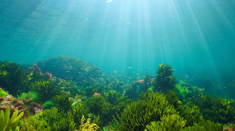 ocean floor green