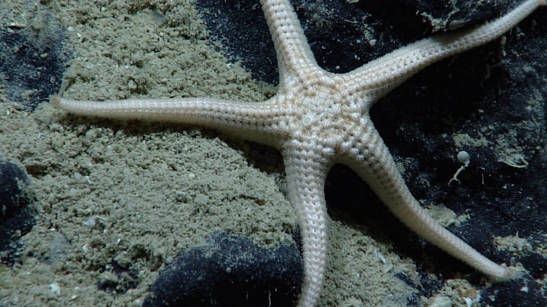 starfish sand