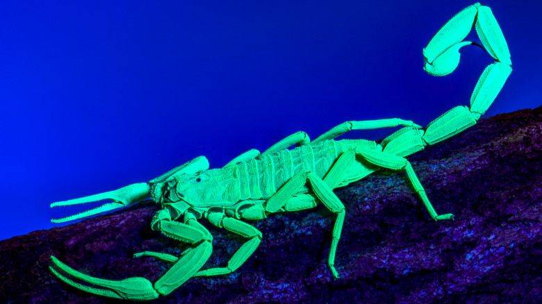 Green glowing scorpion under UV light