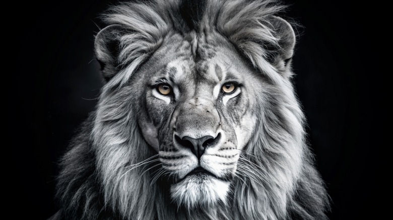 Black and white lion face