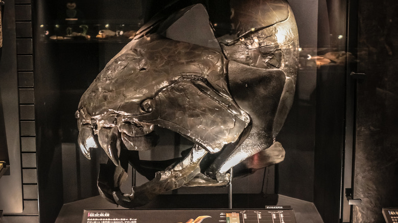 Skull of the Dunkleosteus 