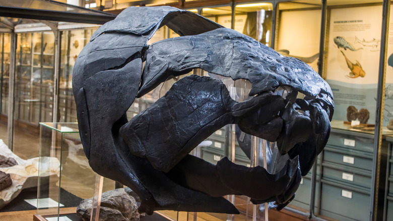 Fossil of the Dunkleosteus