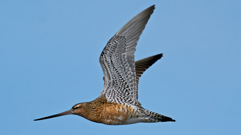 bar-tailed godwit