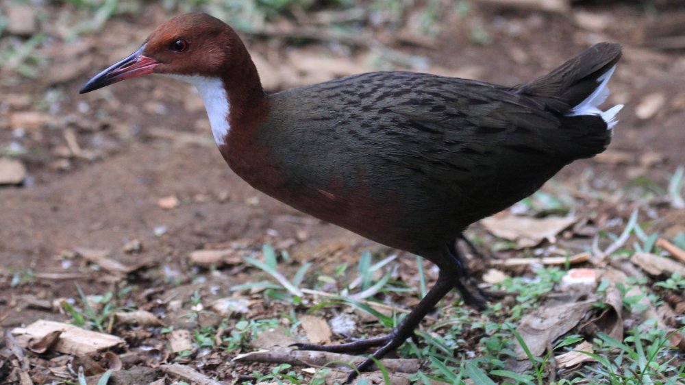 white-throated rail, bird, Madagascar, Aldabra atoll