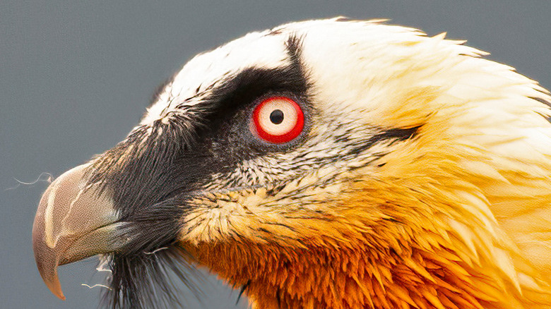 A bearded vulture