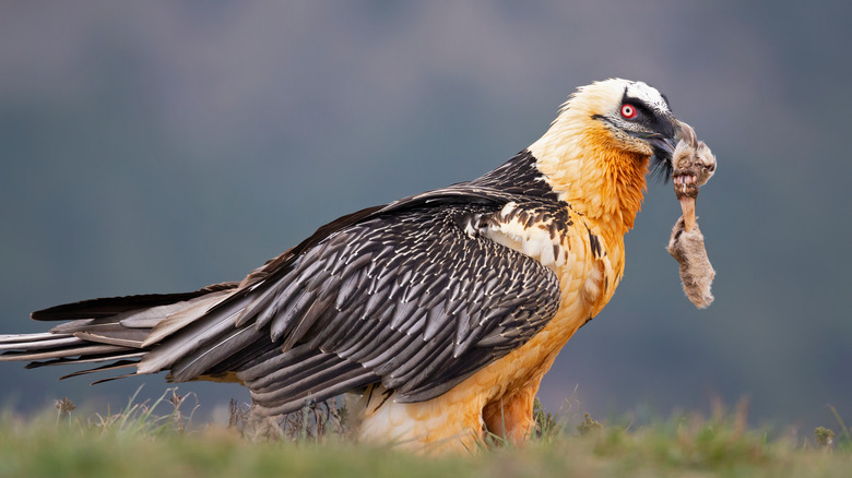 Bearded vulture with a bone