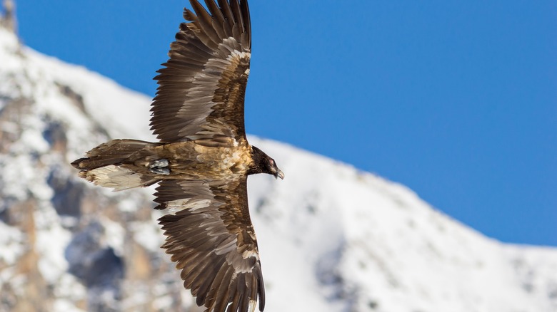 Soaring bearded vulture