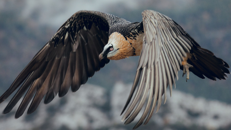 Bearded vulture in flight