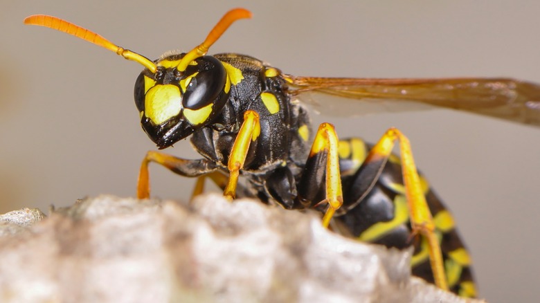 A wasp on a surface
