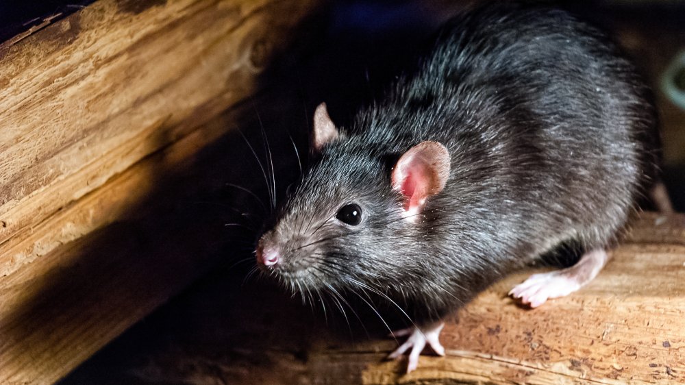 Black rat