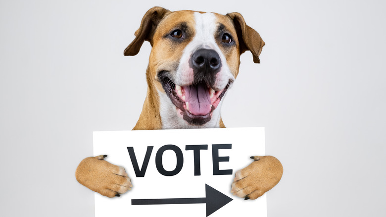 dog holding a vote sign