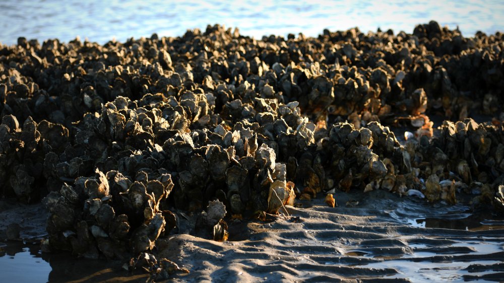 oyster beds