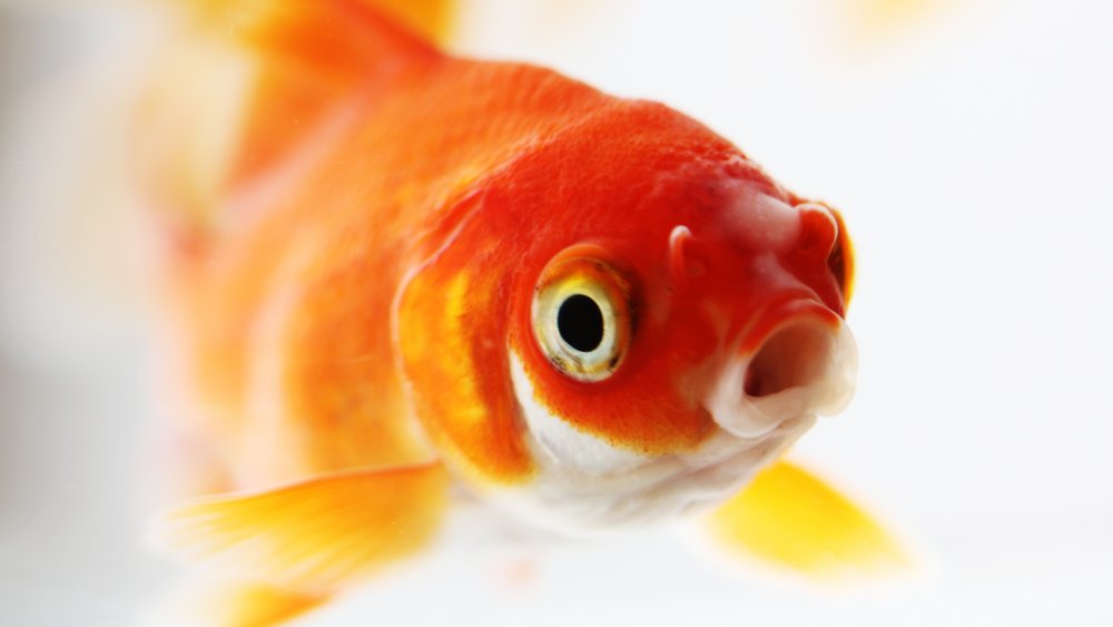 Goldfish swallowing