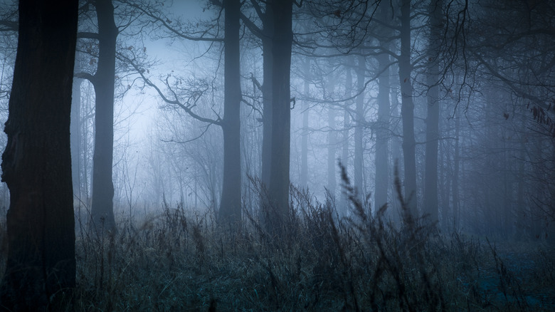 forest dark mist weeds