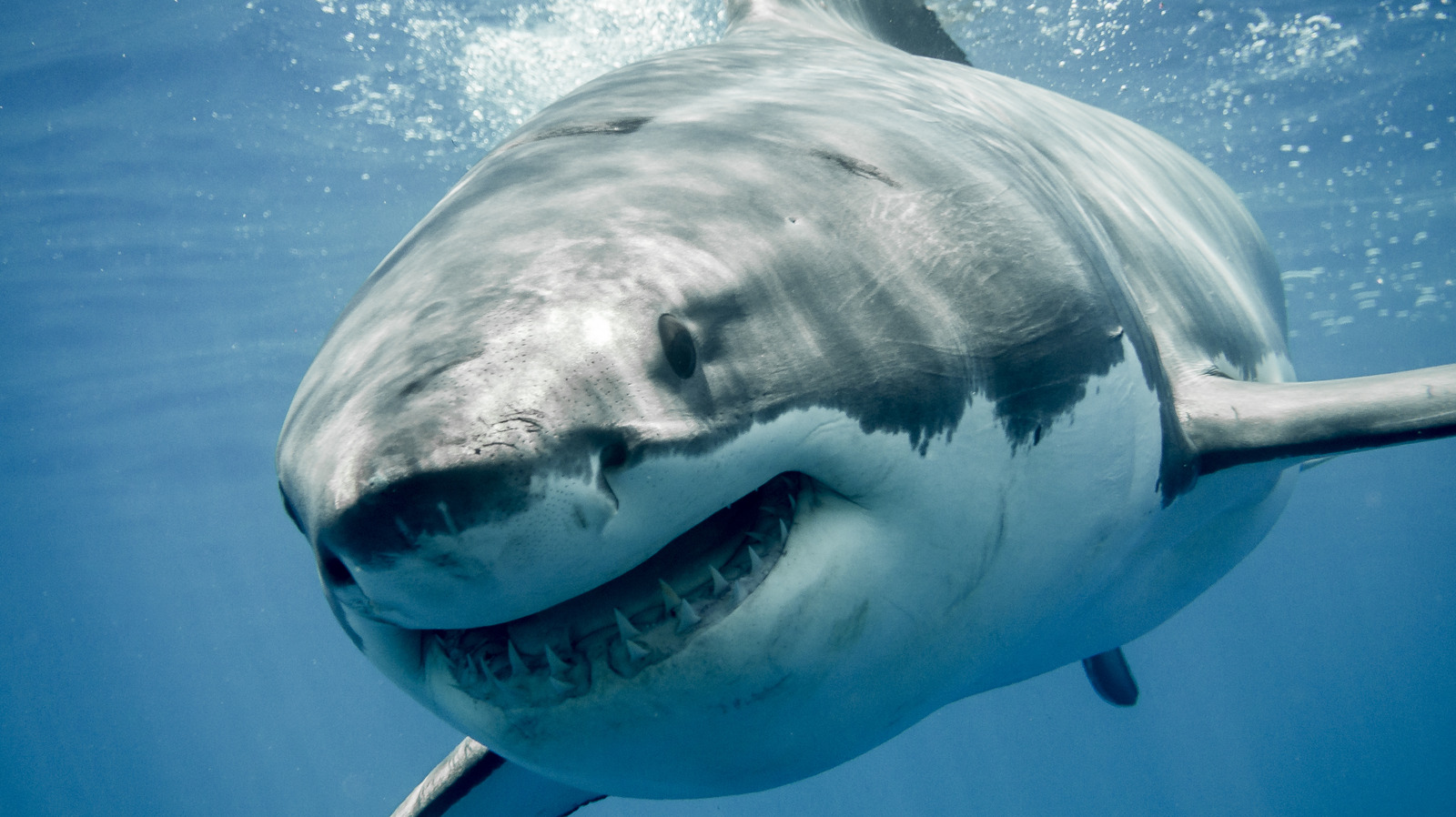 The Bizarre Murder Mystery That Began With An Arm Inside A Shark