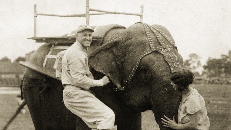 a circus elephant