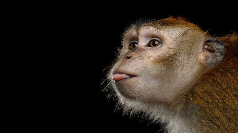 long-tailed macaque