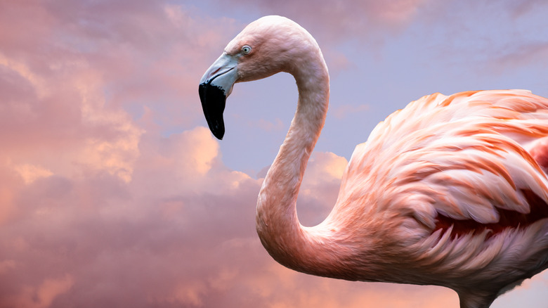 flamingo standing