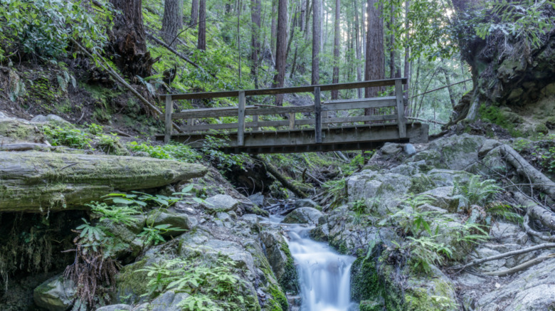 Henry Cowell Redwoods State Park