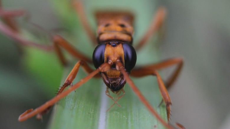 tarantula hawk wasp climbing leaf